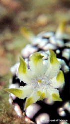 What's inside the "flower"...

strobeless photography -... by Tim Ho 